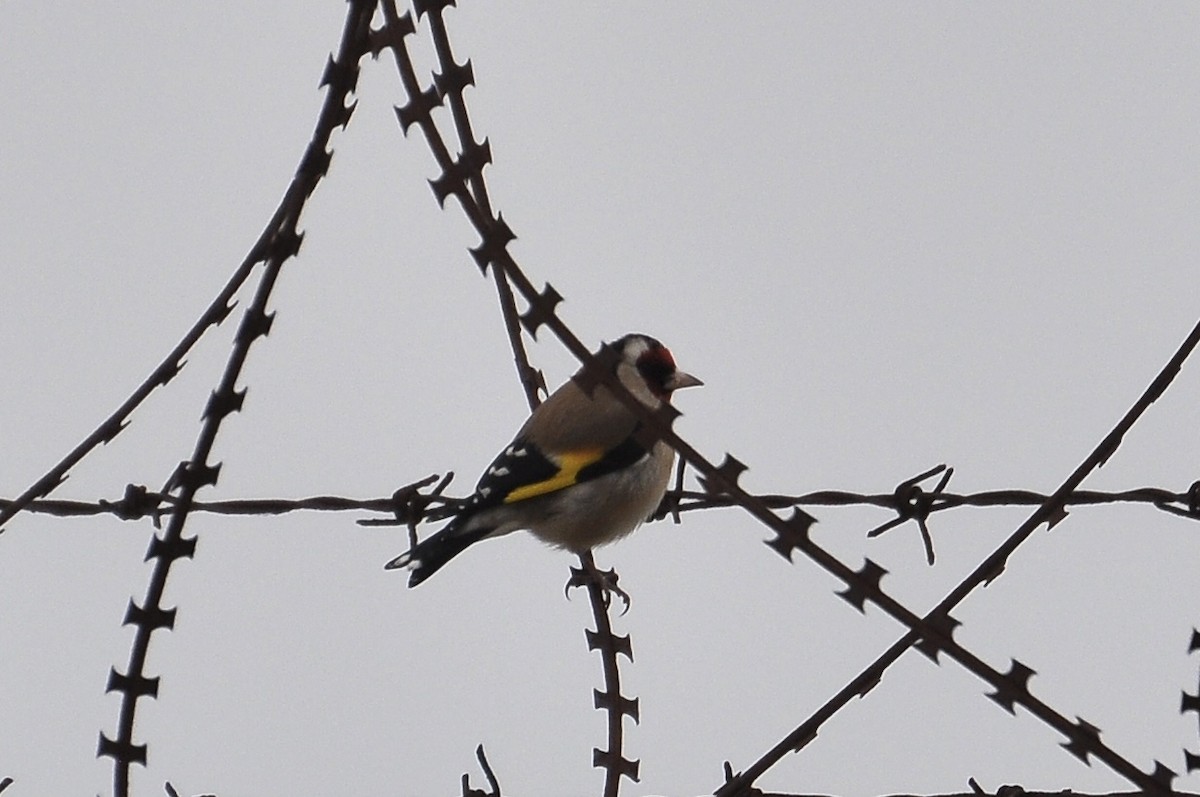 Kardantxiloa - ML646292156