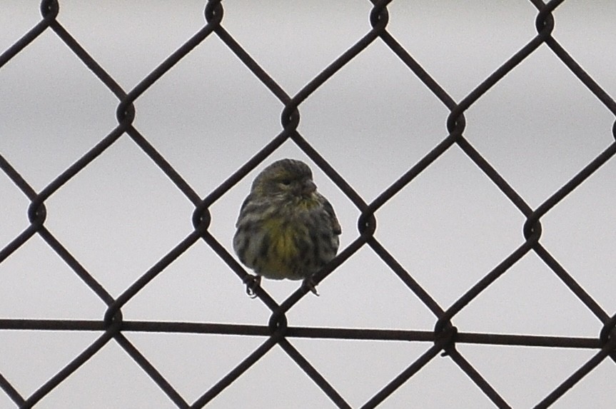 Txirriskila arrunta - ML646292157