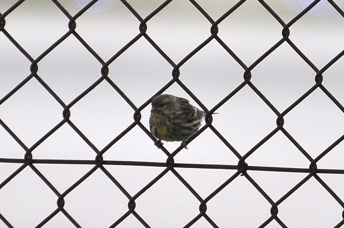 Txirriskila arrunta - ML646292158