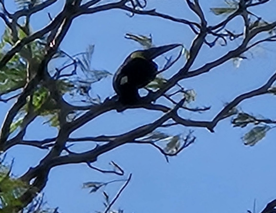 Yellow-throated Toucan - ML646292159