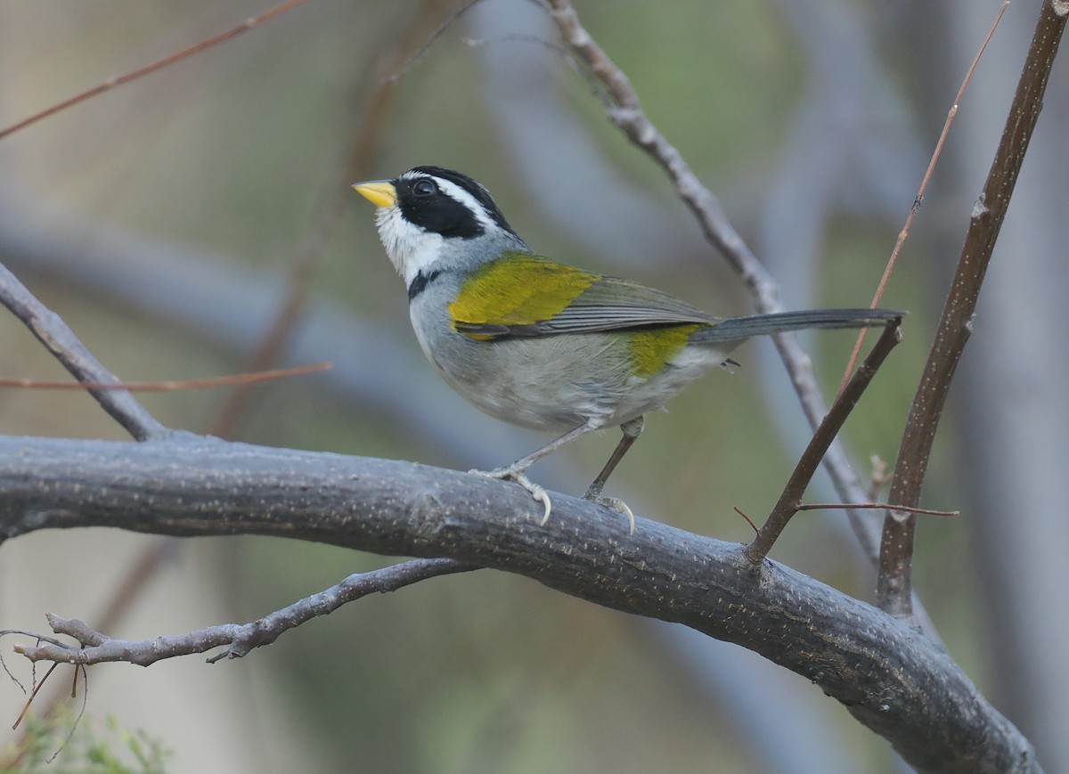 Moss-backed Sparrow - ML646292160