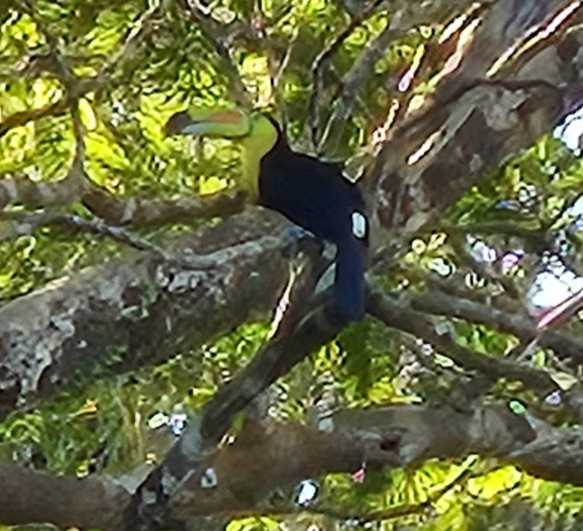 Keel-billed Toucan - ML646292161
