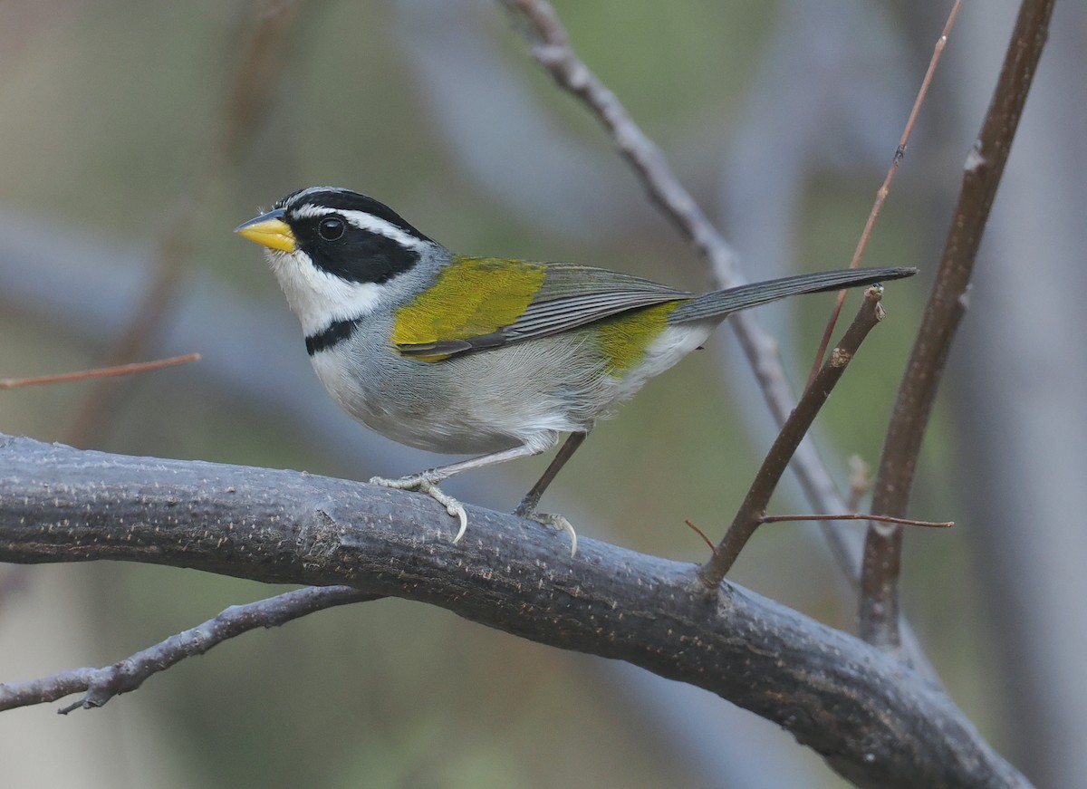 Moss-backed Sparrow - ML646292163