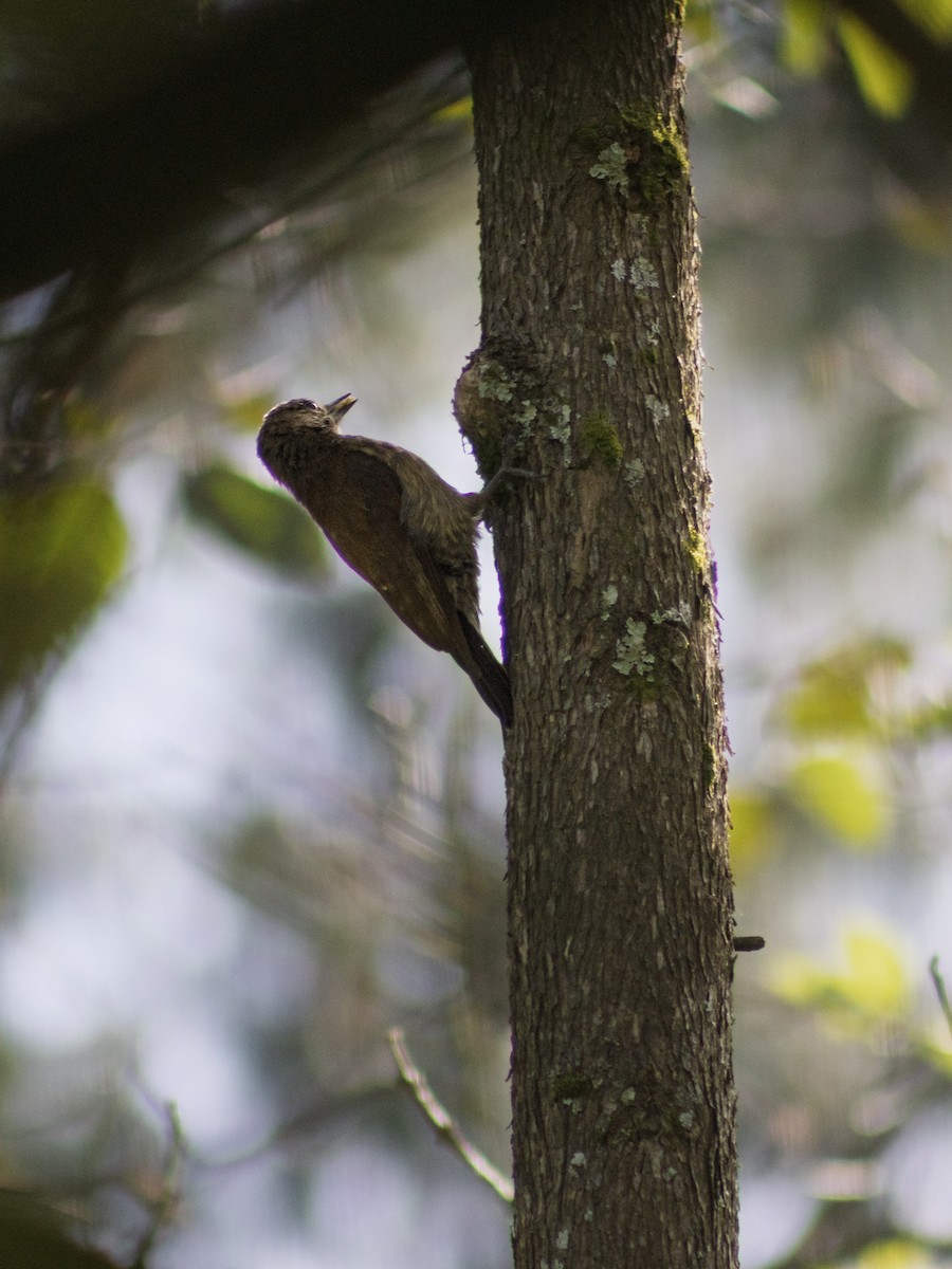 Smoky-brown Woodpecker - ML646292164