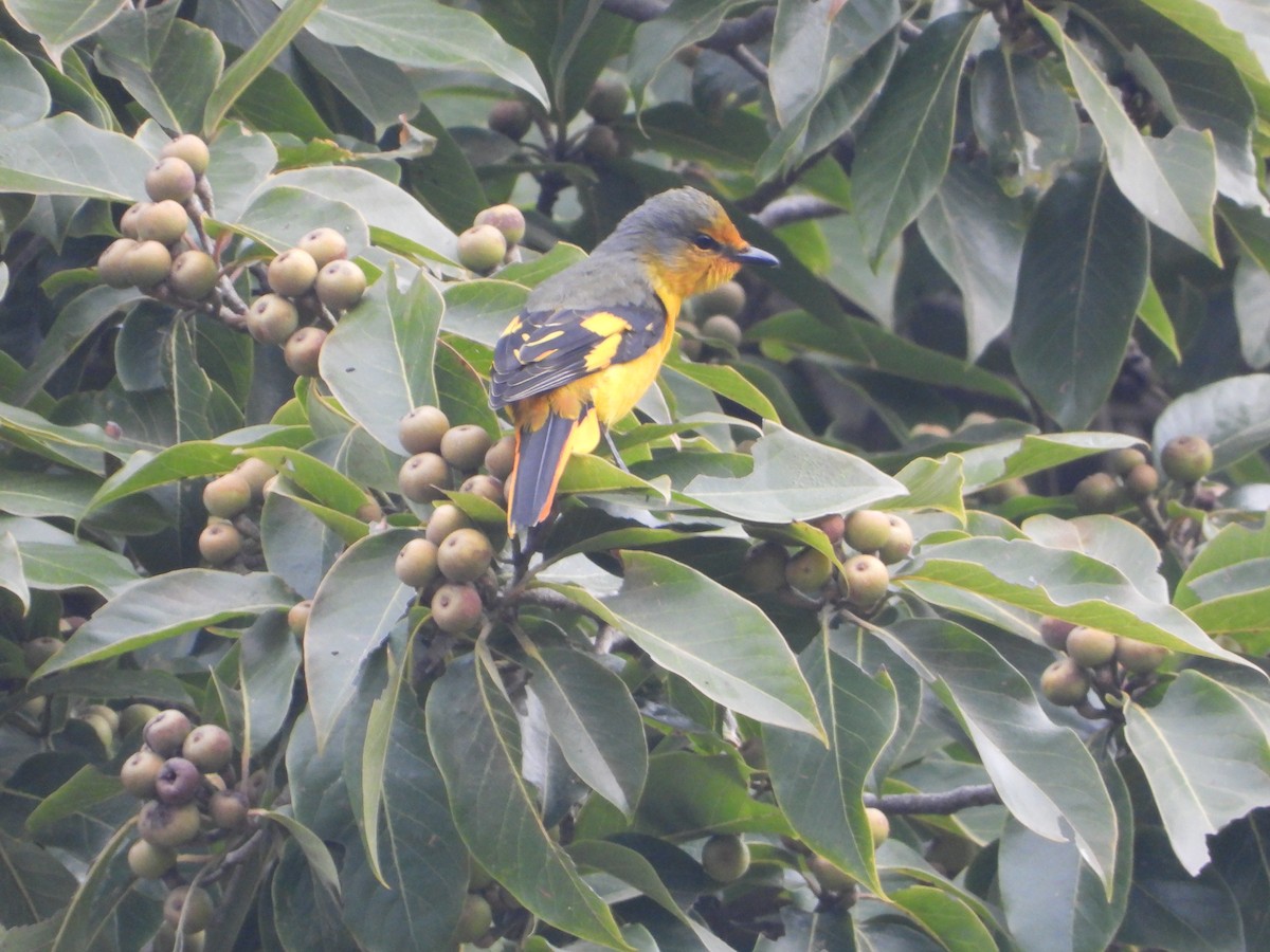 Scarlet Minivet - ML646292165