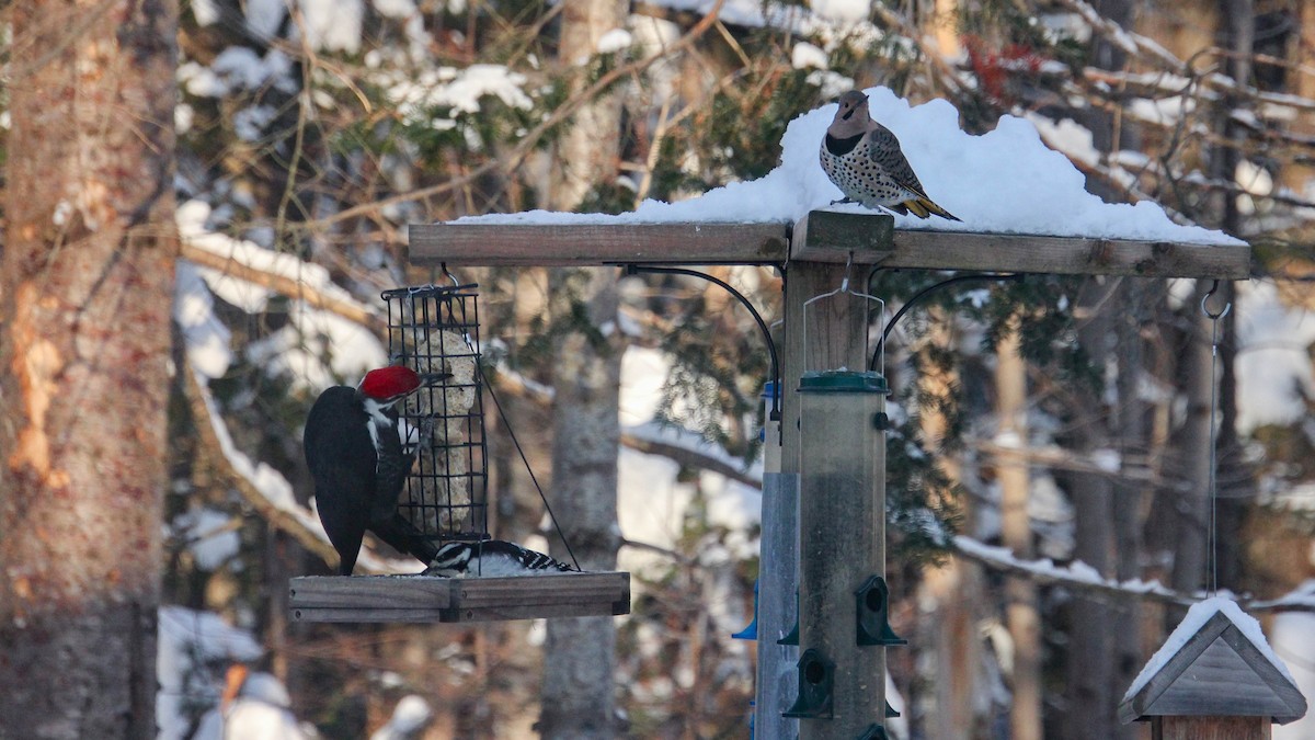 Northern Flicker - ML646292166