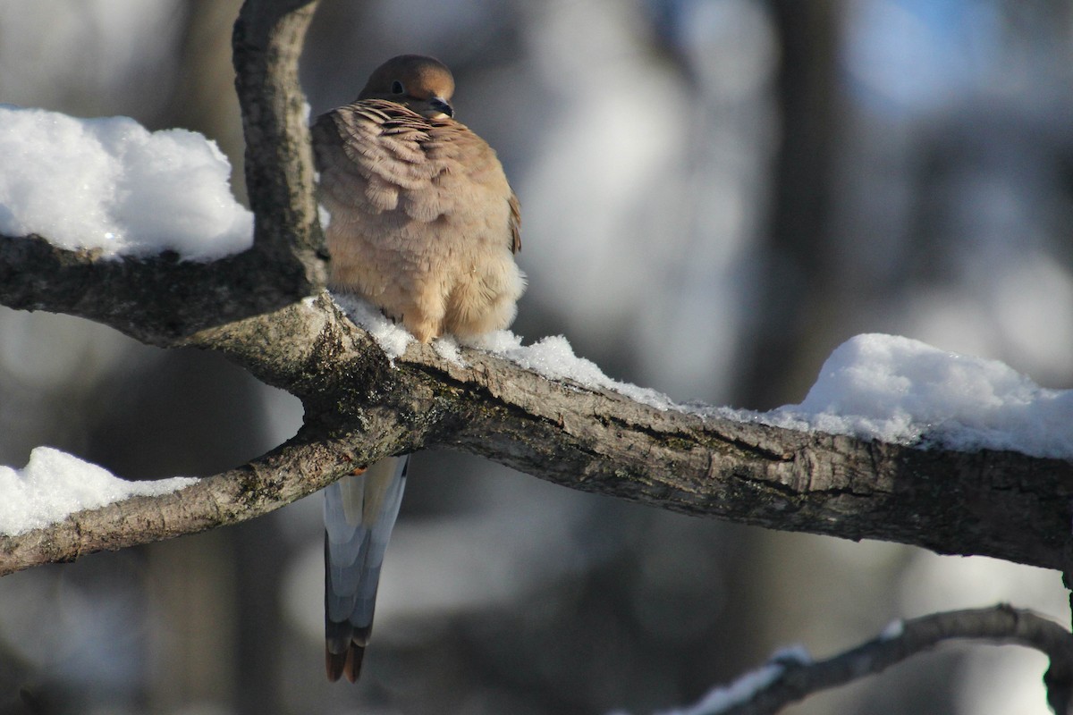 Zenaida arrunta - ML646292168