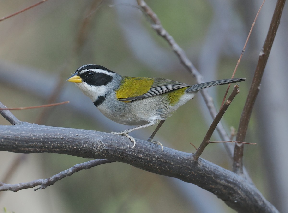 Moss-backed Sparrow - ML646292169
