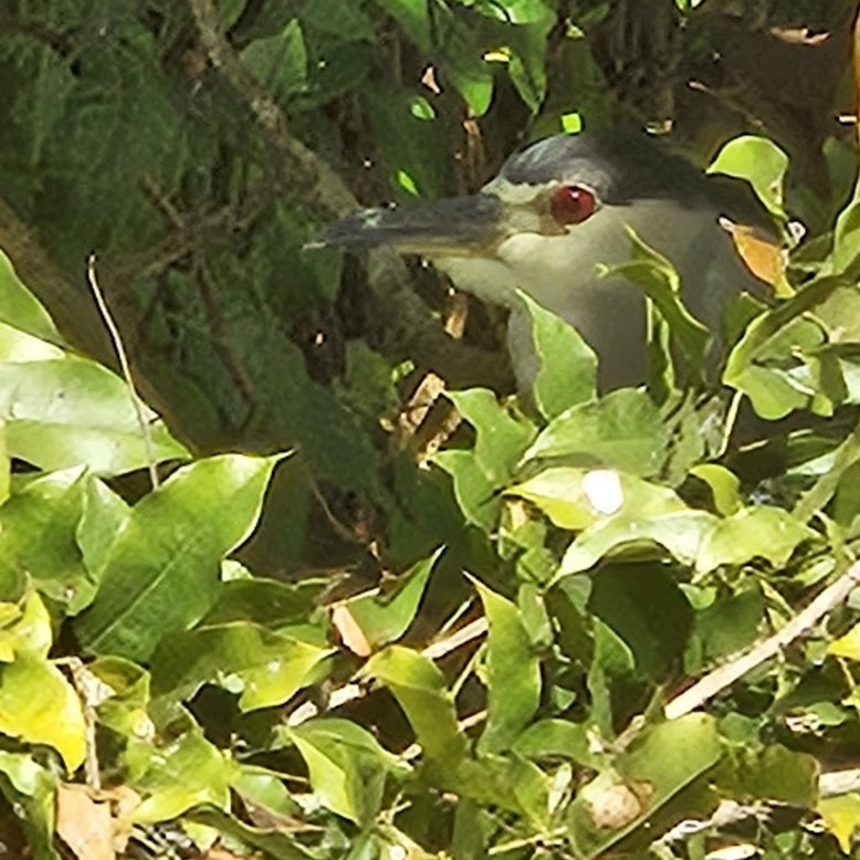 Amiltxori arrunta - ML646292170