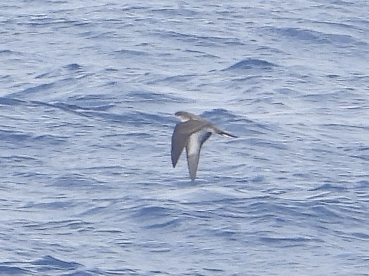 Gabai ziri-buztana - ML646292171