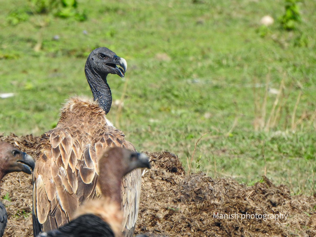 Slender-billed Vulture - ML646292172