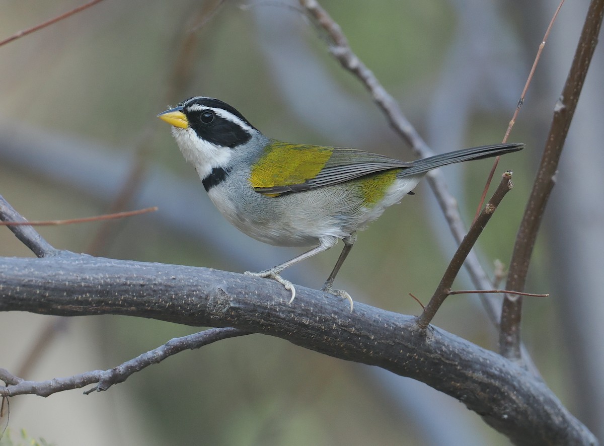 Moss-backed Sparrow - ML646292173