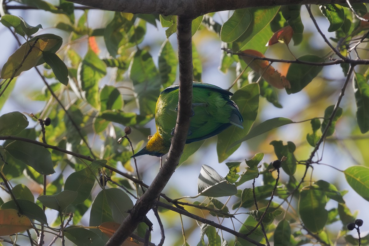 Yellow-throated Leafbird - ML646292174