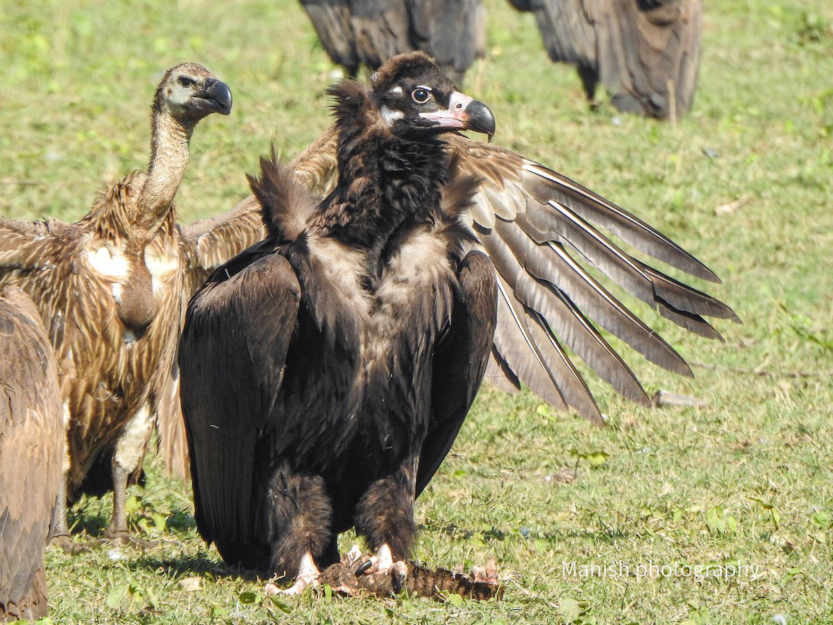 Sai beltza - ML646292175