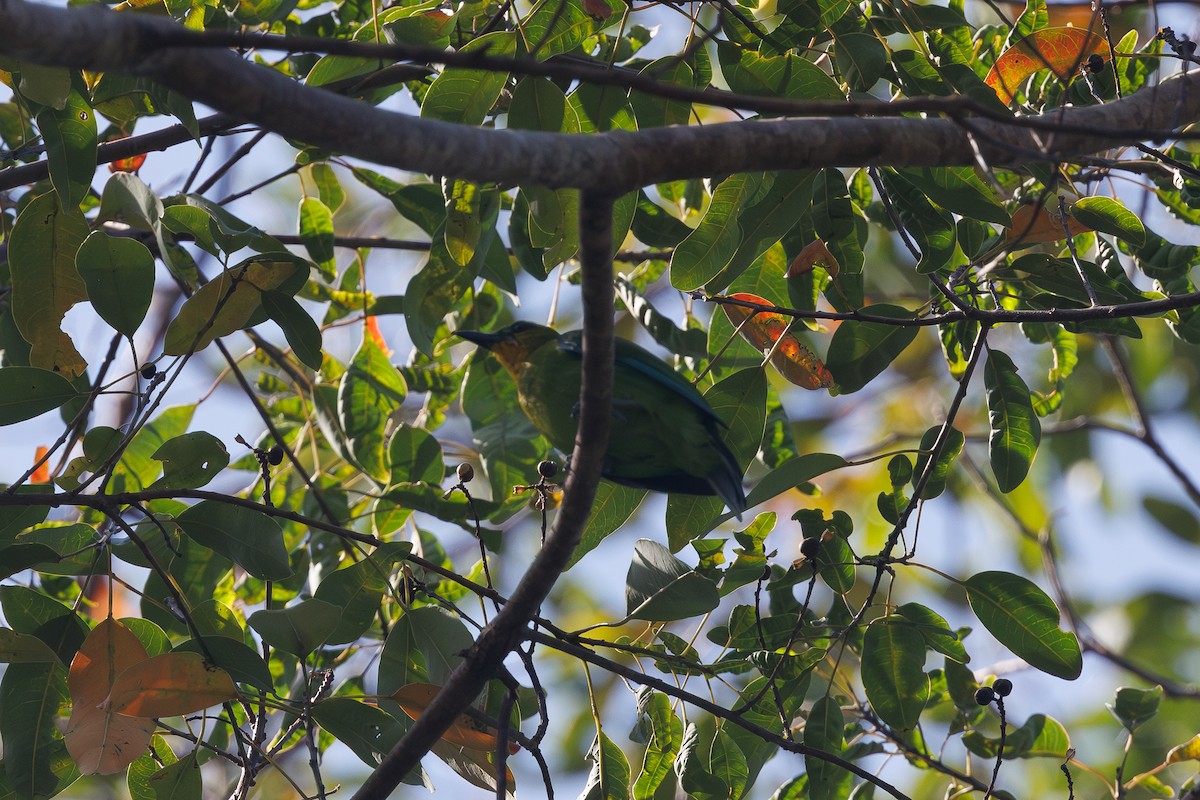 Yellow-throated Leafbird - ML646292176