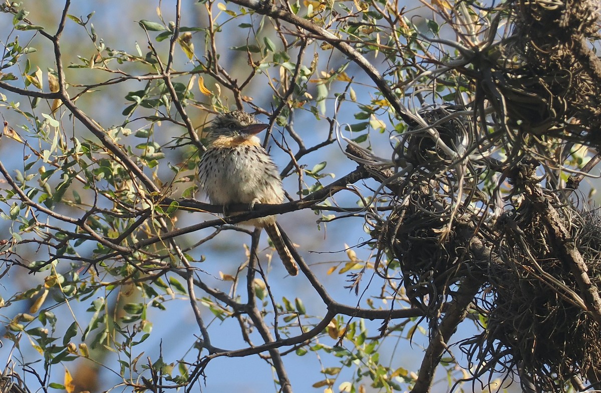 Spot-backed Puffbird (Chaco) - ML646292177