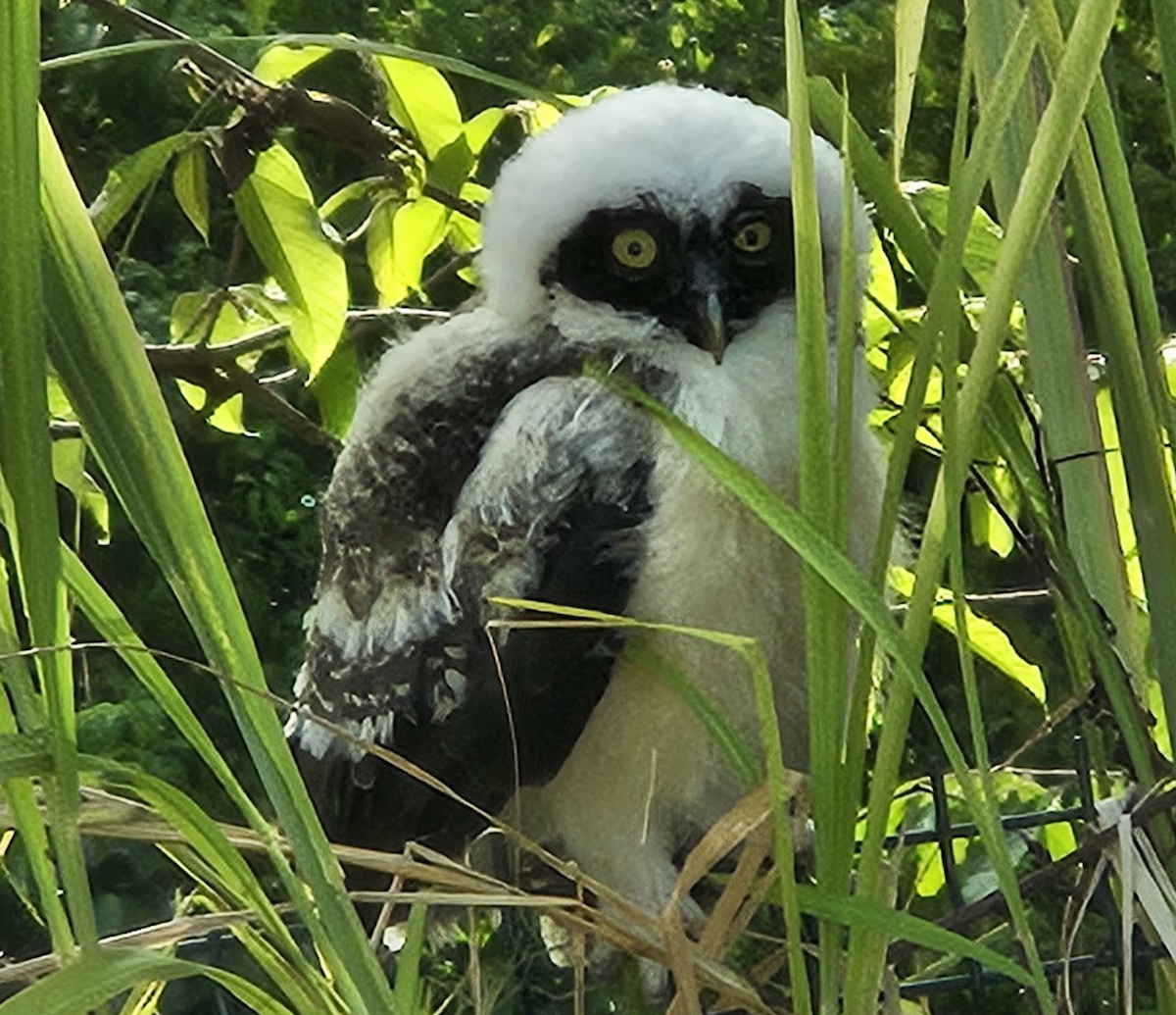 Spectacled Owl - ML646292178