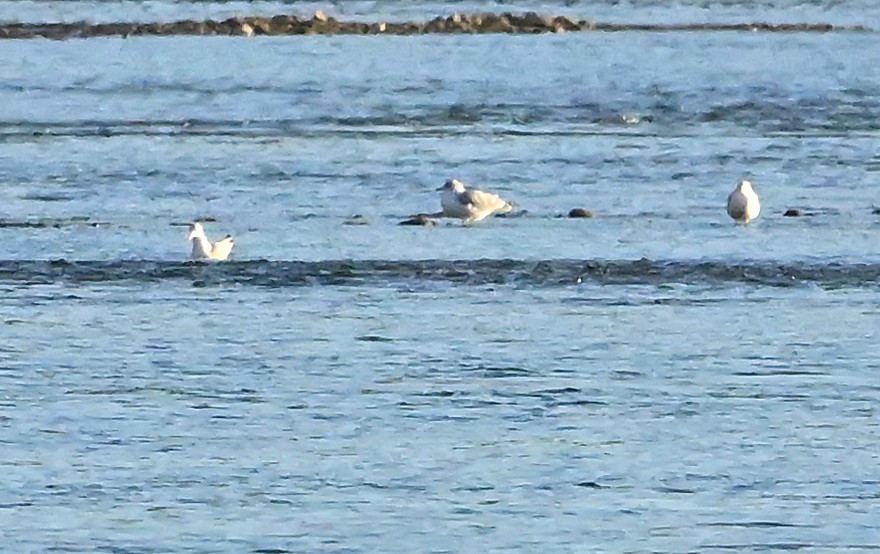 Delawareko kaioa - ML646292179