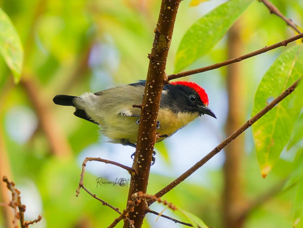 Scarlet-backed Flowerpecker - ML646292188