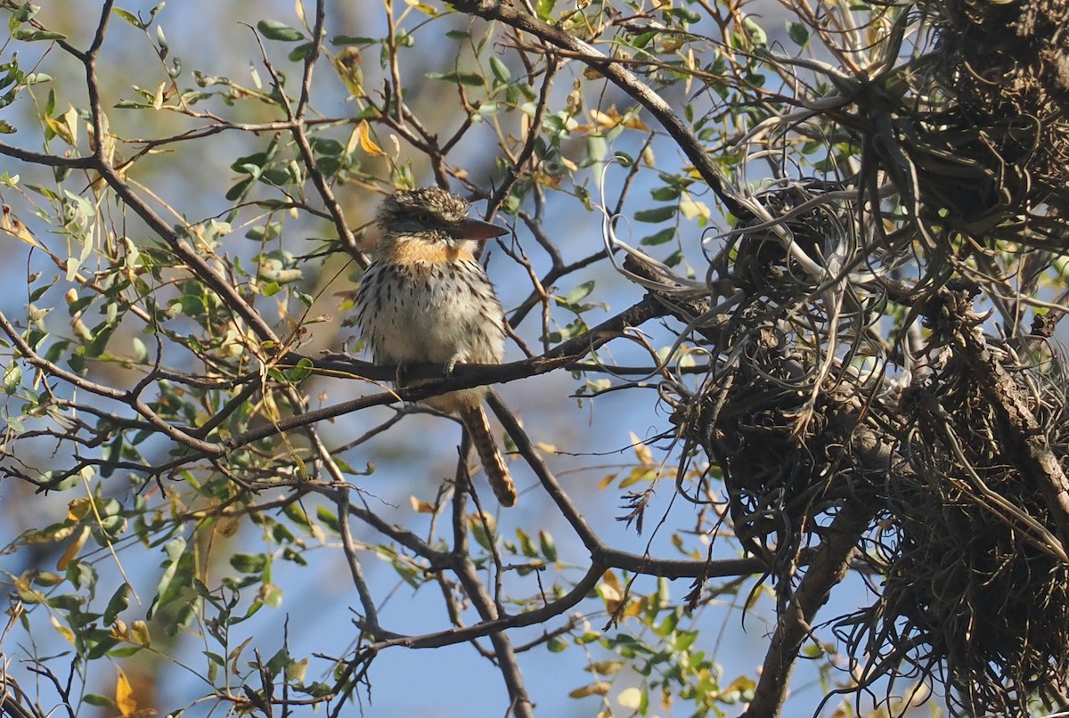 Spot-backed Puffbird (Chaco) - ML646292190