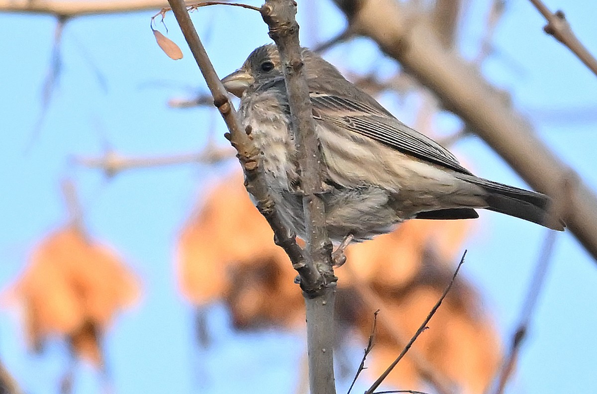 Roselin familier - ML646292197