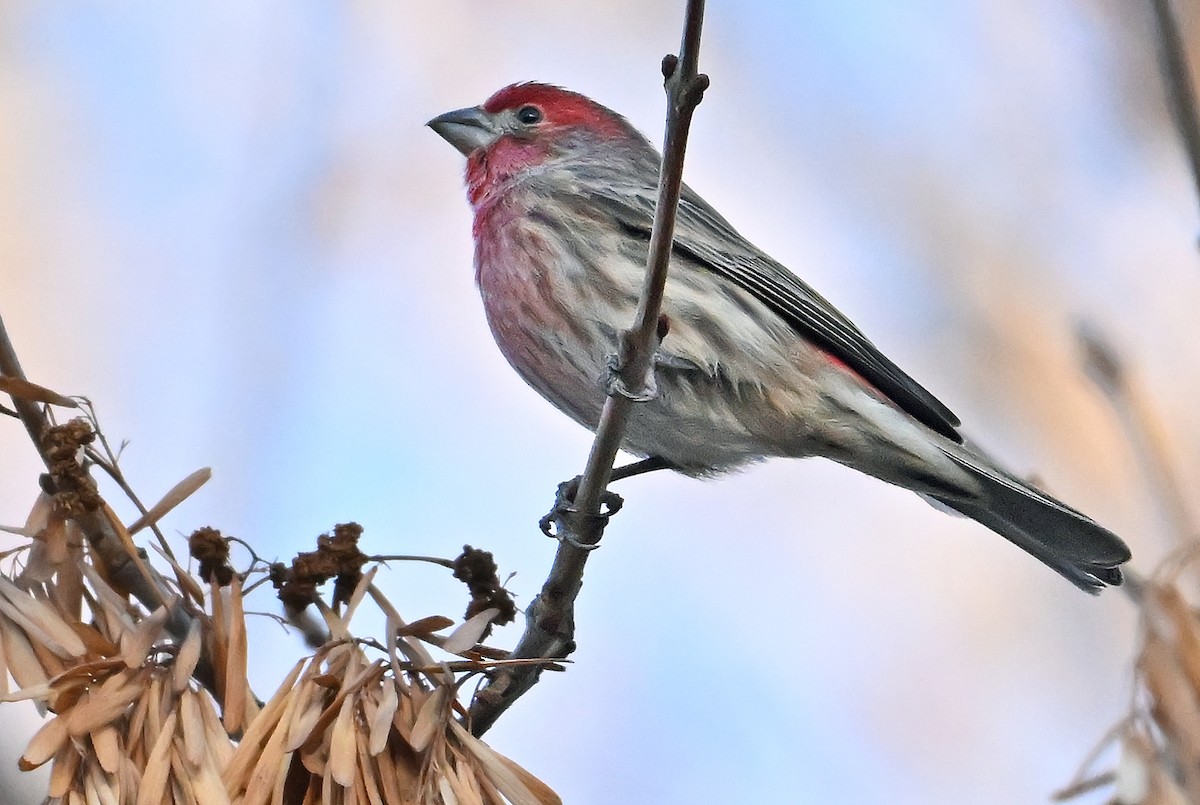 Чечевиця садова - ML646292200