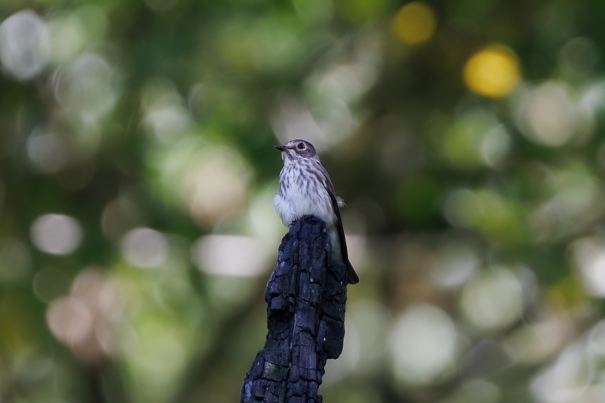 Мухоловка далекосхідна - ML646292201