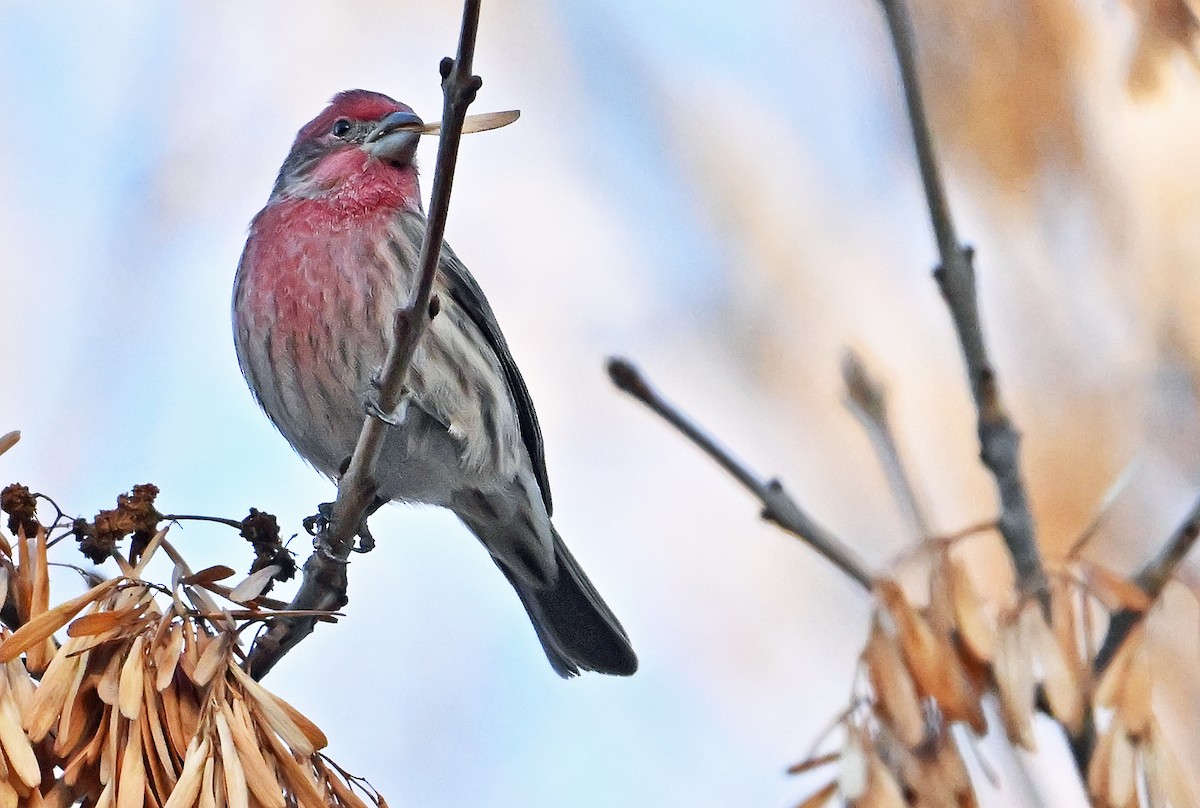 Чечевиця садова - ML646292202