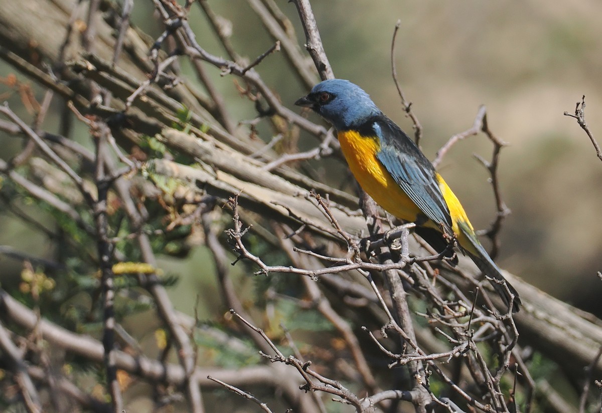 Саяка жовто-синя [група bonariensis] - ML646292203