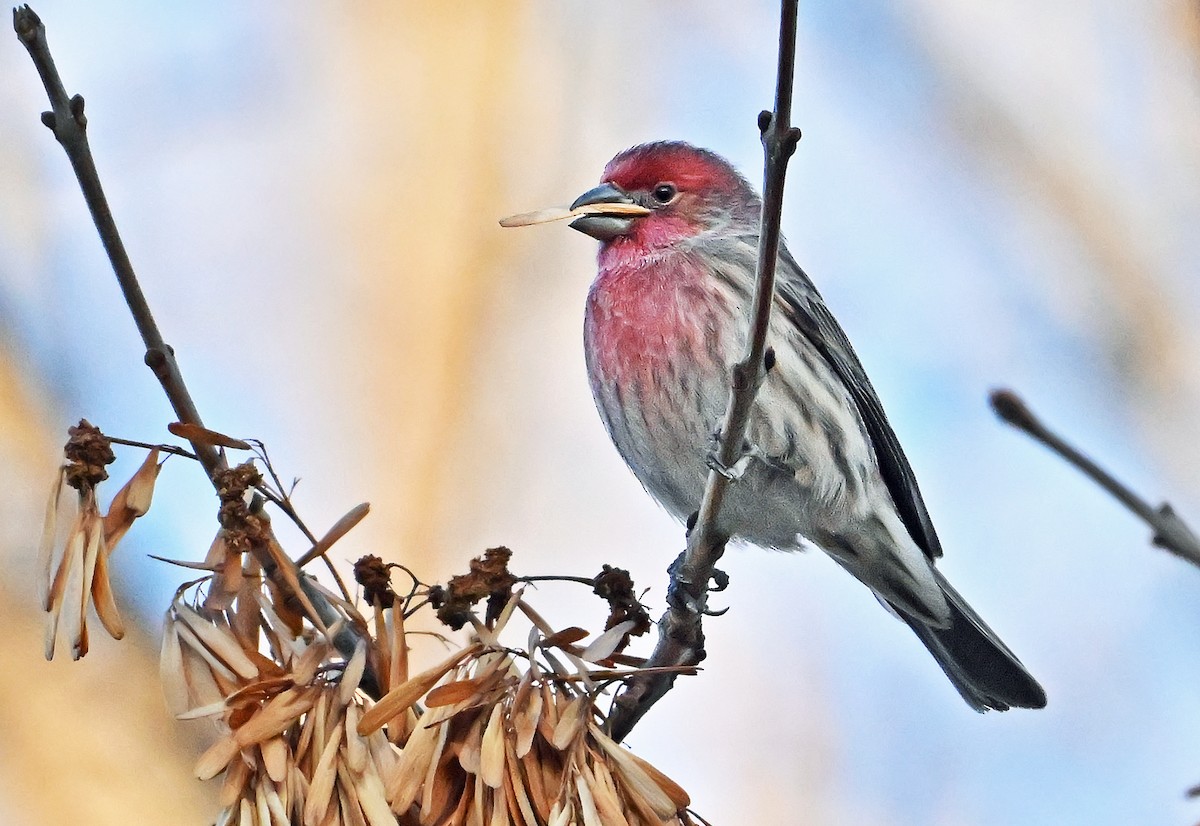 Чечевиця садова - ML646292204