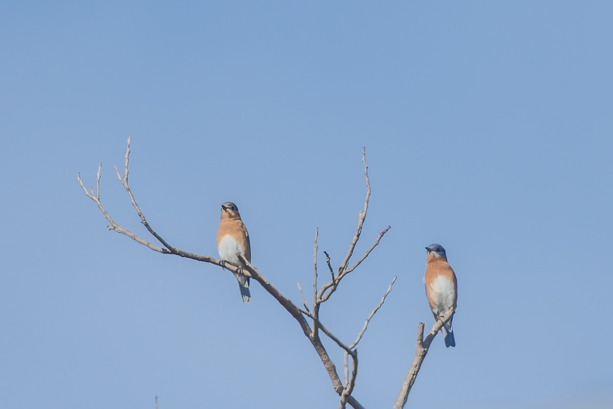 Блакитник східний - ML646292205