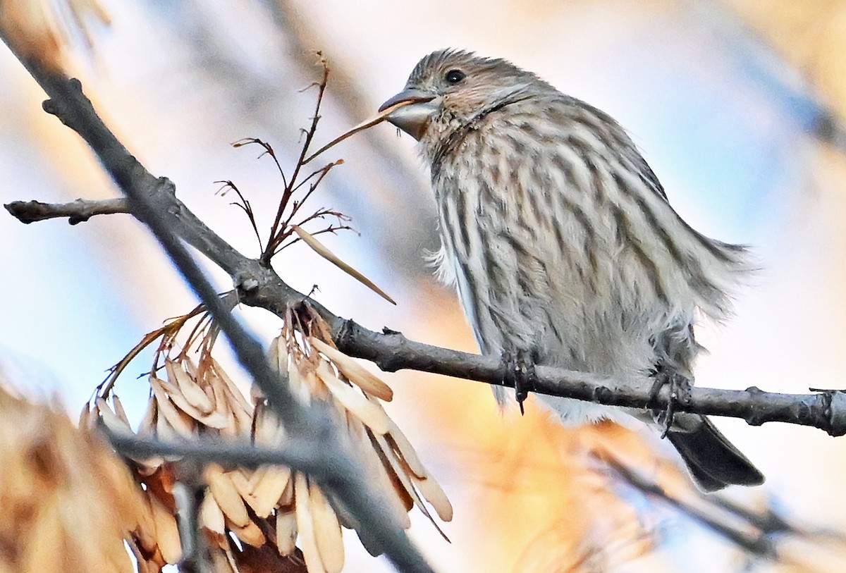 Чечевиця садова - ML646292206