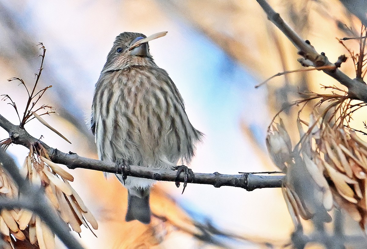 Чечевиця садова - ML646292207