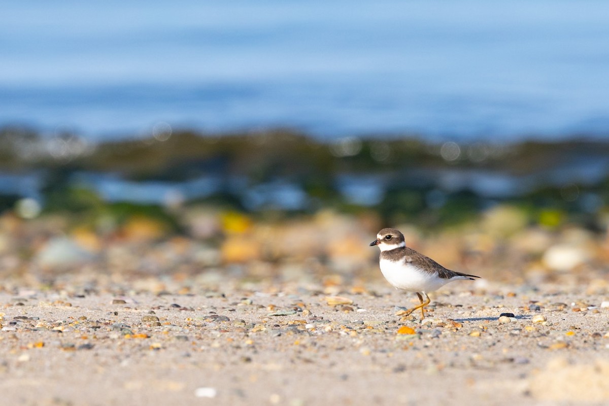 Пісочник канадський - ML646292208