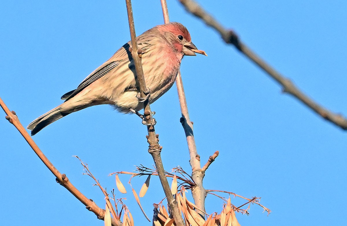 Чечевиця садова - ML646292209