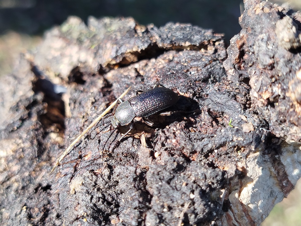 Animals - ML646292210