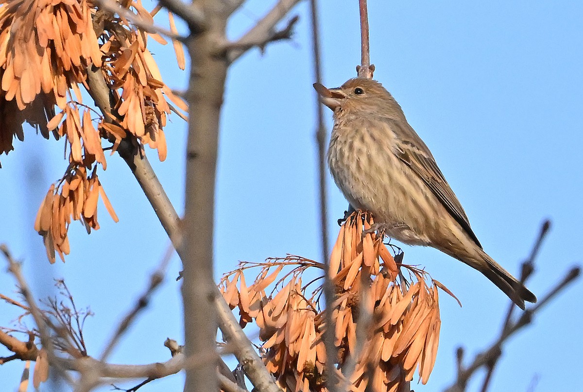 Чечевиця садова - ML646292211