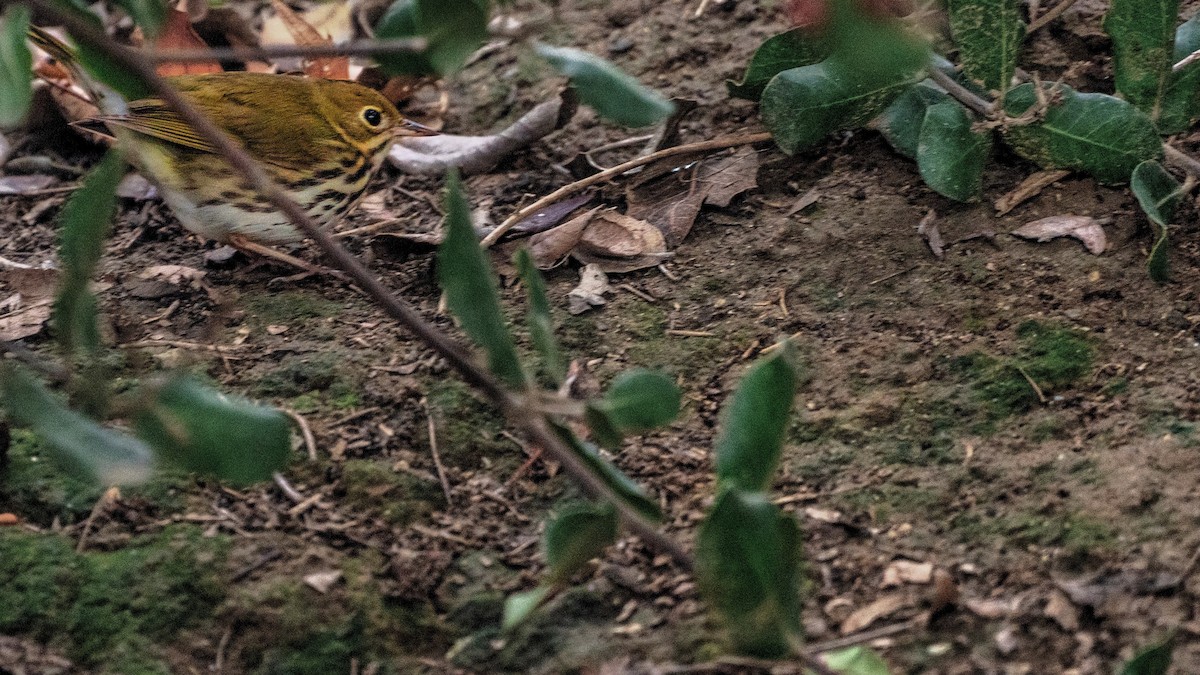 Смугастоволець оливковий - ML646292214