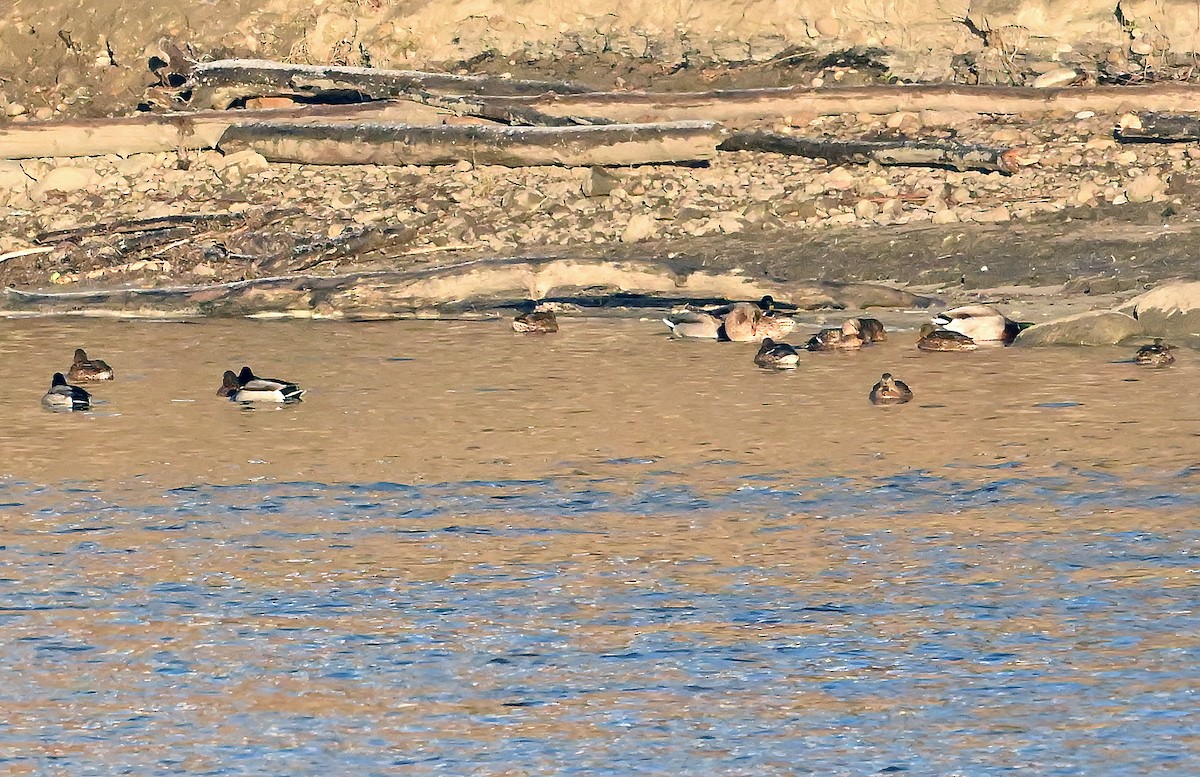 Крижень звичайний - ML646292215