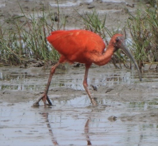 Ібіс червоний - ML646292216