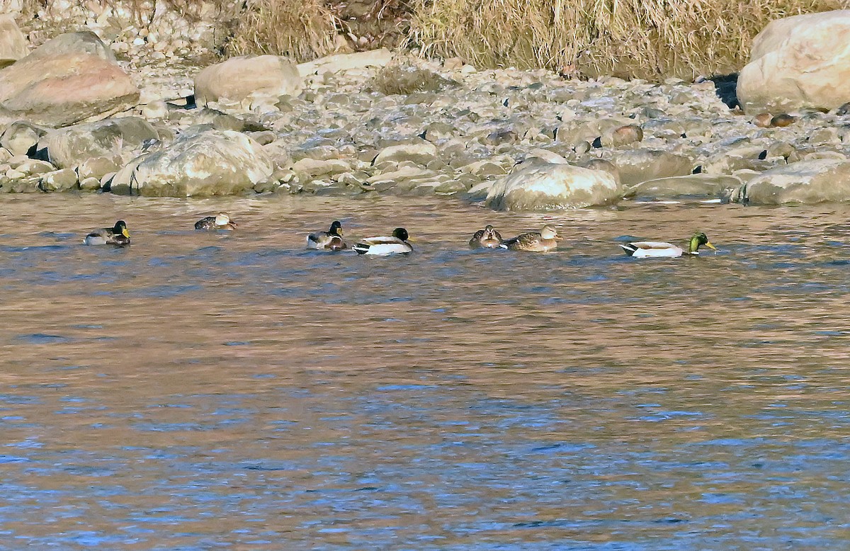 Крижень звичайний - ML646292218