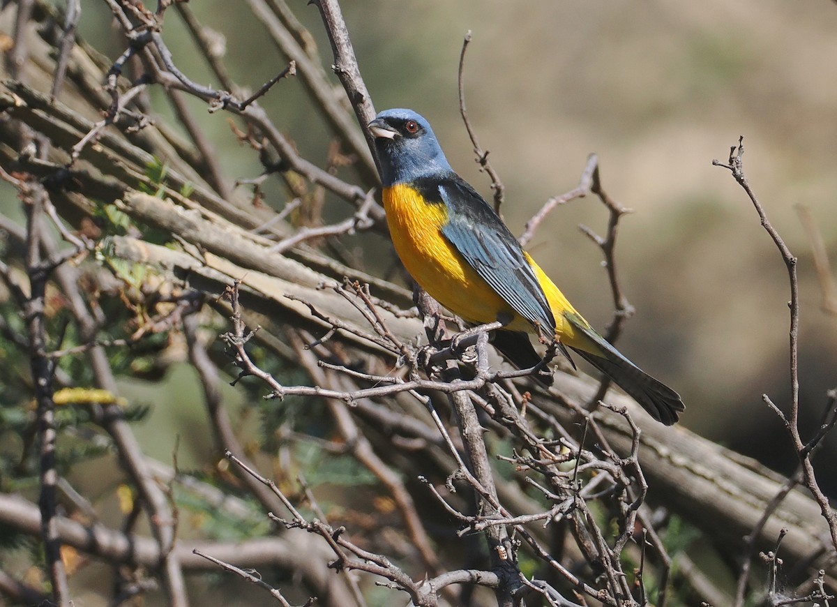 Саяка жовто-синя [група bonariensis] - ML646292219