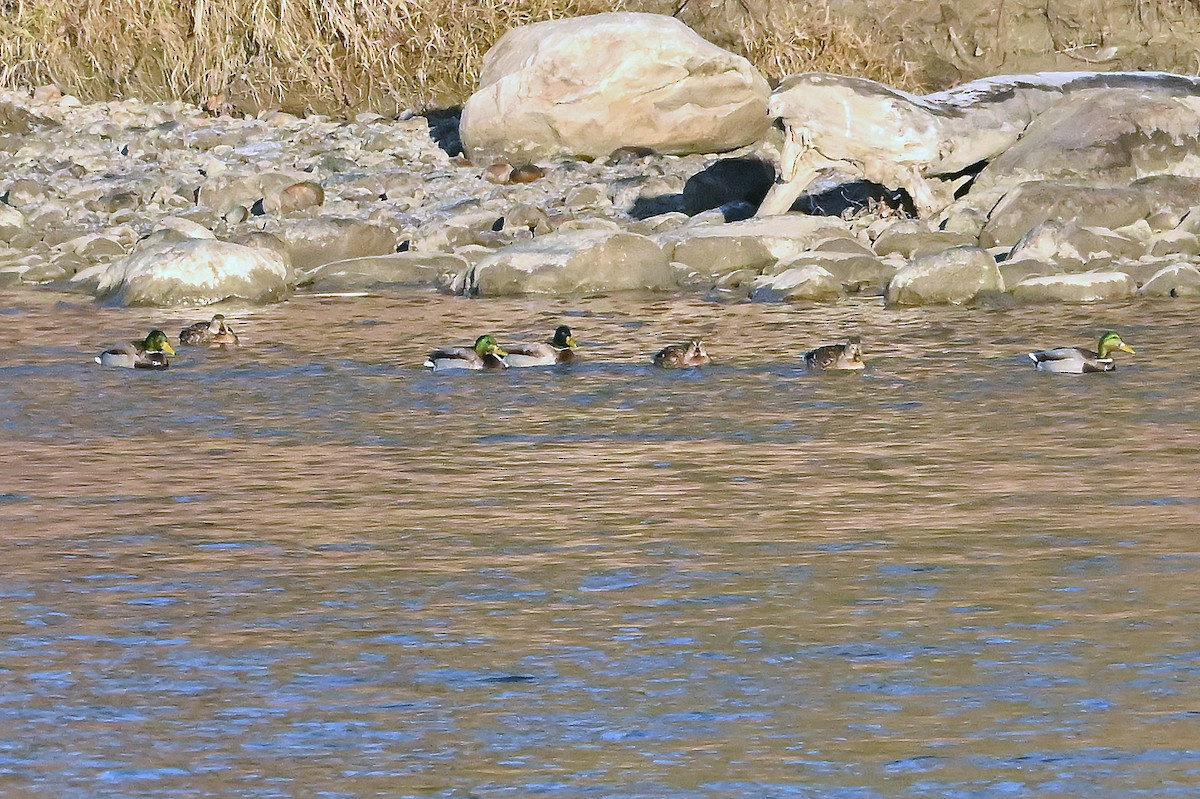 Крижень звичайний - ML646292220
