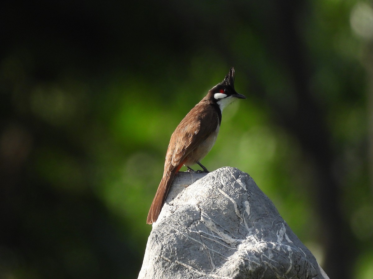 Бюльбюль червонощокий - ML646292221