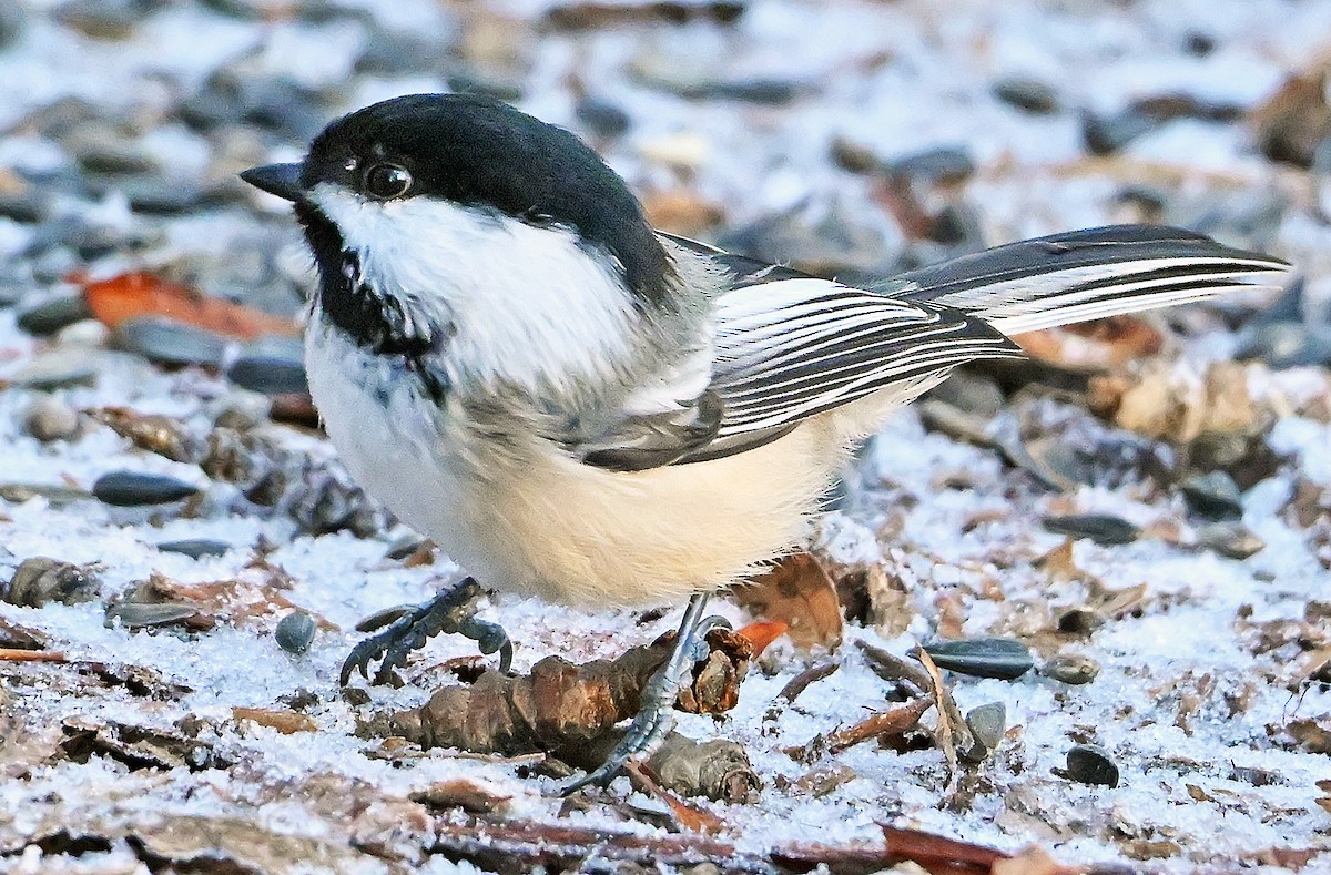 Гаїчка світлокрила - ML646292222
