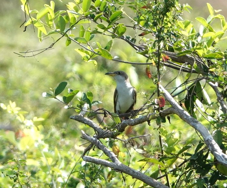 Yellow-billed Cuckoo - ML646292223