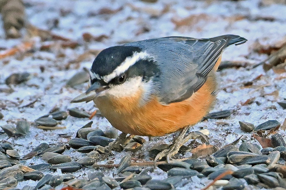 Повзик канадський - ML646292225