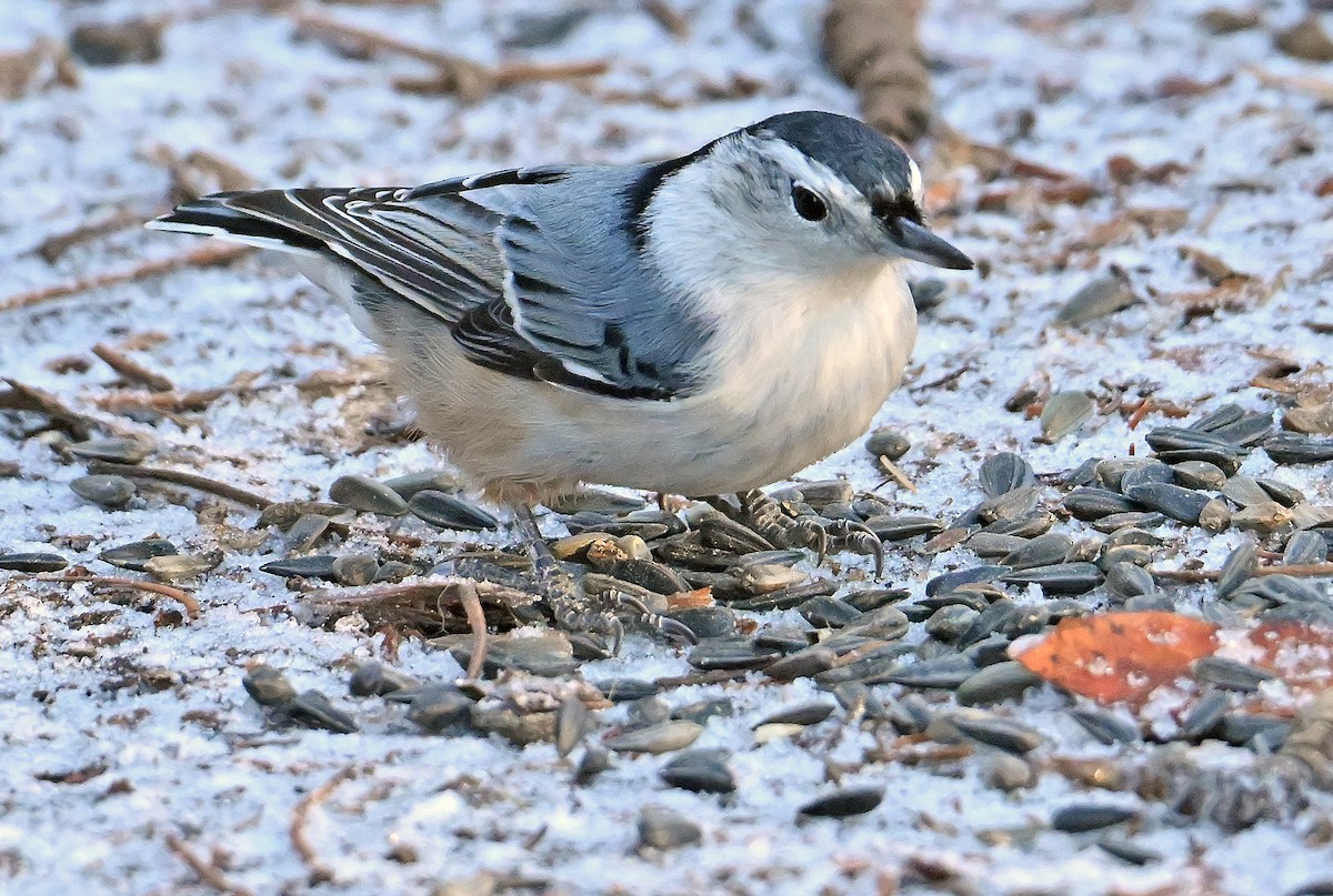 Повзик каролінський - ML646292226