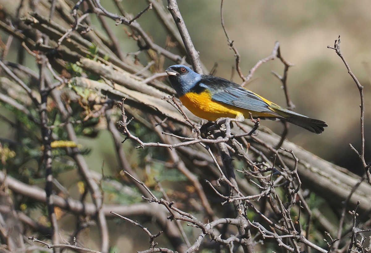 Саяка жовто-синя [група bonariensis] - ML646292227
