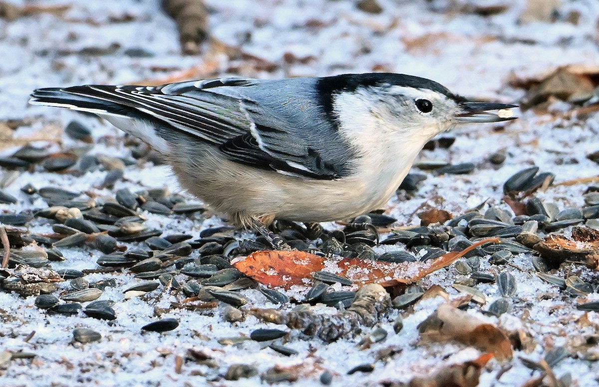 Повзик каролінський - ML646292228